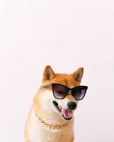 Dog wearing sunglasses